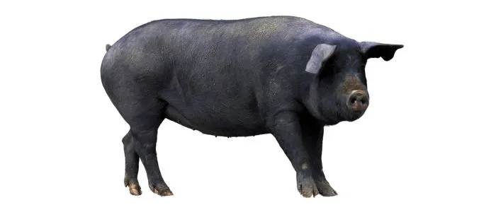 A Black Pig