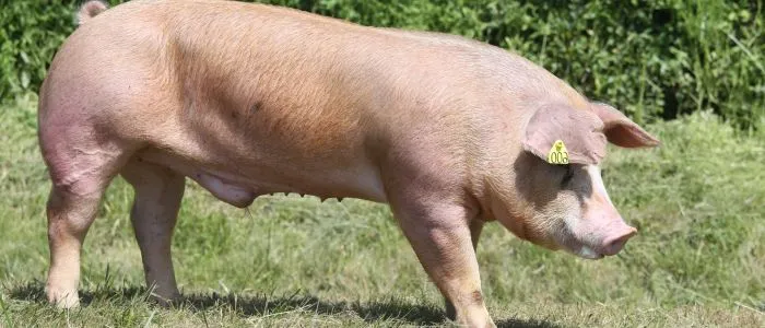 A Chester-White-Pig