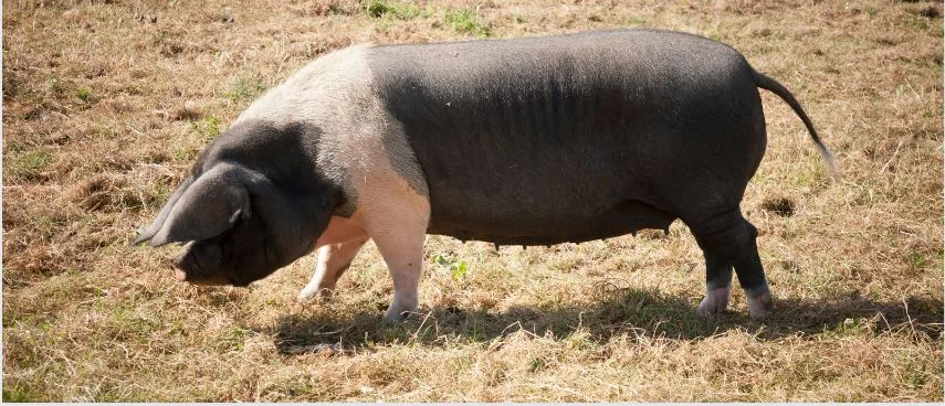 An Hampshire Pig