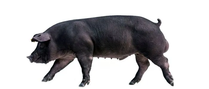 A Poland China Pig
