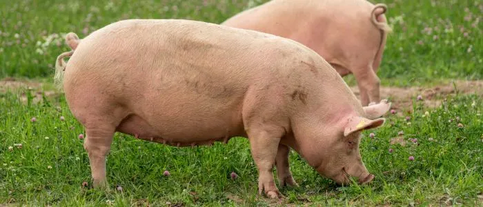 Yorkshire Pig Breed
