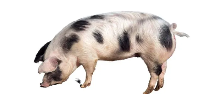 A Spotted Pig