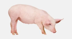 Pig Sound Names and Meaning Behind These Noises.